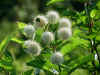 Цветоголовник западный (лат. Cephalanthus occidentalis), семена