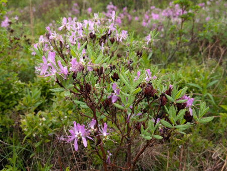 Рододендрон канадский фиолетовый (лат. Rhododendron canadense) 0,02 грамма, семена