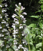 Акант обыкновенный (лат. Acanthus mollis), семена