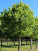 Клен серебристый или сахаристый (лат. Acer saccharinum), семена