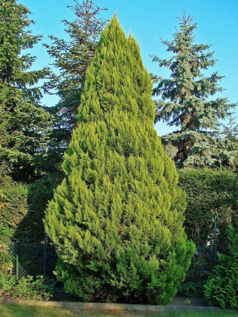 Кипарисовик Лоусона (лат. Chamaecyparis lawsoniana), семена 0,2 грамма