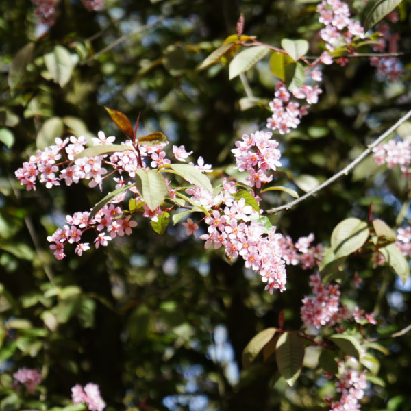 Черемуха пурпурнолистная Шуберт (лат. Prunus padus x Prunus virginiana 'Shubert'), семена