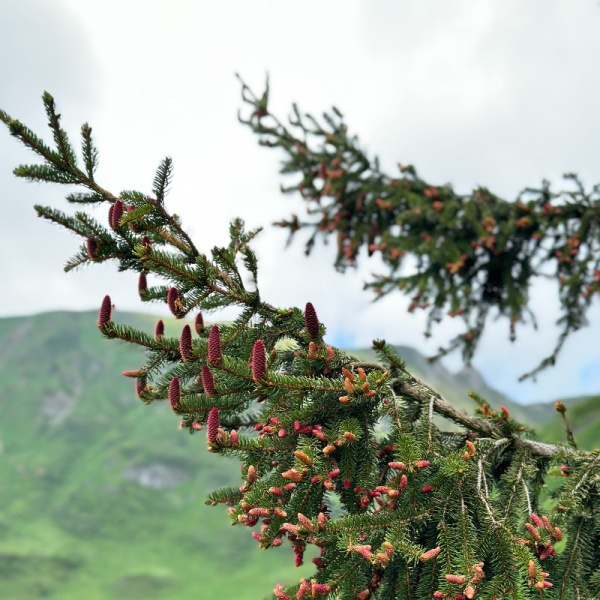 Ель обыкновенная, или Ель европейская (лат. Picea abies), семена 