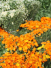 Календула лекарственная многолетняя (лат. Calendula officinalis), семена 50 шт