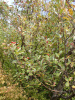 Рябина круглолистная (лат. Sorbus aria), семена