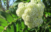 Рябина обыкновенная (лат. Sorbus aucuparia), семена