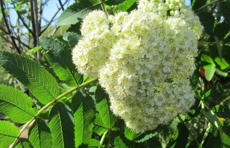 Рябина обыкновенная (лат. Sorbus aucuparia), семена