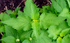 Лофант тибецкий белоцветковый, или Многоколосник морщинистый (лат. Agastache rugosa), семена