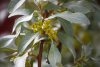 Лох серебристый (лат. Elaeagnus commutata), семена