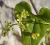 Тамус обыкновенный "Адамов корень" (лат. Dioscorea communis), семена
