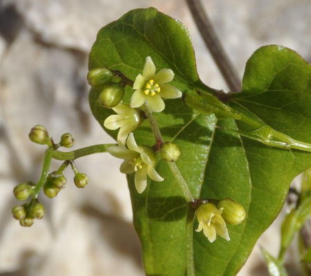 Тамус обыкновенный "Адамов корень" (лат. Dioscorea communis), семена