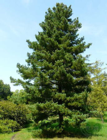 Сосна румелийская, или балканская, или македонская (лат. Pinus peuce), семена
