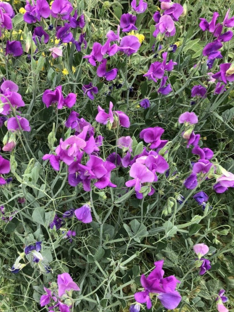 Горошек душистый, микс цветов (лат. Lathyrus odoratus), семена 25 шт