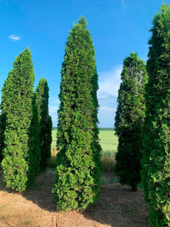 Туя западная Колумна (Thuja occidentalis 'Columna'), семена