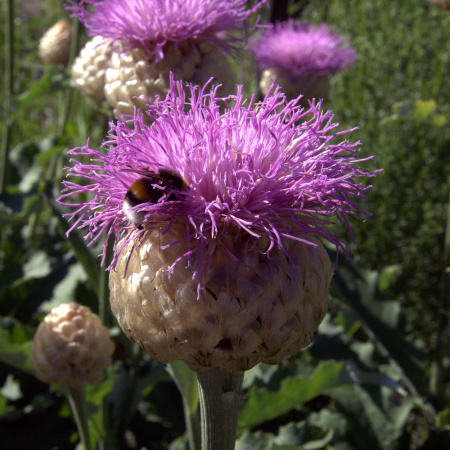 Левзея сафлоровидная, или Маралий корень (лат. Rhaponticum carthamoides), семена 0,2 грамма