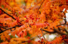 Рябина обыкновенная (лат. Sorbus aucuparia), семена