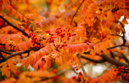 Рябина обыкновенная (лат. Sorbus aucuparia), семена