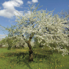 Слива иволистная, или слива китайская, или цзюйлинка (лат. Prunus salicina), семена