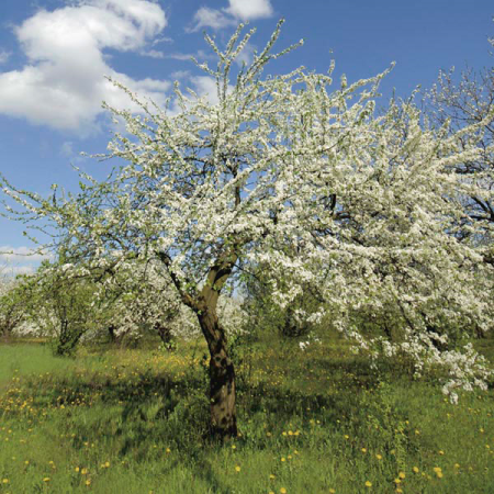 Слива иволистная, или слива китайская, или цзюйлинка (лат. Prunus salicina), семена