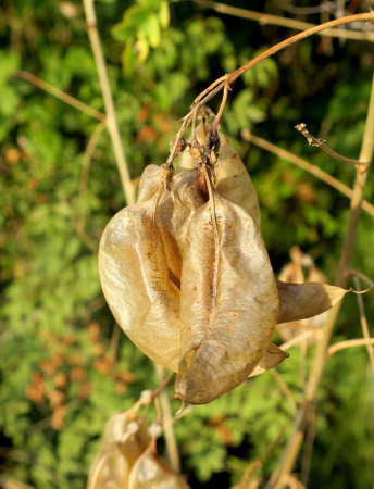 Пузырник древовидный (лат. Colutea arborescens), семена
