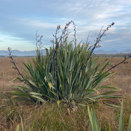 Новозеландский лён, или Формиум прочный (лат. Phormium tenax), семена