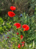 Мак самосейка (лат. Papaver rhoeas), 1000 шт