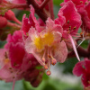Каштан конский мясо-красный (лат. Aesculus × carnea) 5 штук, семена