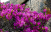 Рододендрон даурский гибридный Стаккато (лат. Rhododendron x dauricum) 0,2 грамма, семена