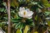 Магнолия крупноцветковая  (лат. Magnolia grandiflora), семена