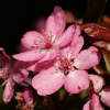 Слива Писсарди, или Алыча красная (лат. Prunus cerasifera var. pissardii), семена