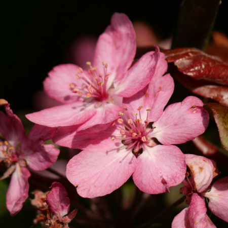 Слива Писсарди, или Алыча красная (лат. Prunus cerasifera var. pissardii), семена