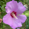 Гибискус сирийский (лат. Hibiscus syriacus) сиреневые цветы, семена
