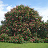 Каштан конский мясо-красный (лат. Aesculus × carnea) 5 штук, семена