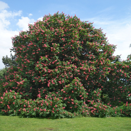 Каштан конский мясо-красный (лат. Aesculus × carnea) 5 штук, семена