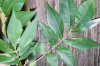 Кария бахромчатая, или Большой косматый гикори (лат. Carya laciniosa), семена