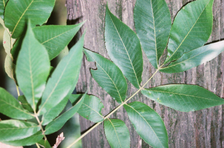 Кария бахромчатая, или Большой косматый гикори (лат. Carya laciniosa), семена
