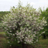 Чекалкин орех, или Ксантоцерас рябинолистный (лат. Xanthoceras sorbifolium) 10 шт, семена
