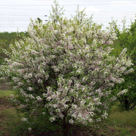 Чекалкин орех, или Ксантоцерас рябинолистный (лат. Xanthoceras sorbifolium) 10 шт, семена