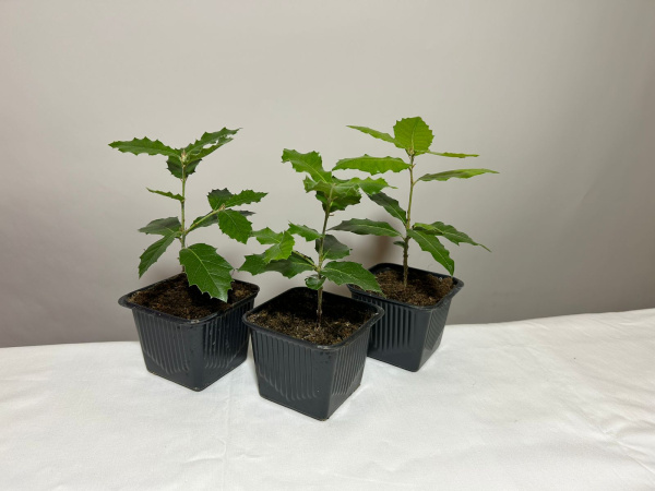 Дуб каменный (лат. Quercus ilex), сеянец, 3 шт 