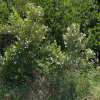 Мирт обыкновенный Белоплодный (Myrtus communis var. leucocarpa), семена