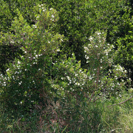Мирт обыкновенный Белоплодный (Myrtus communis var. leucocarpa), семена