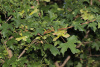 Клен полевой (лат. Acer campestre), семена