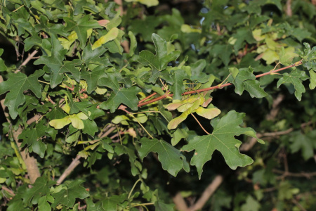 Клен полевой (лат. Acer campestre), семена