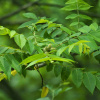 Орех маньчжурский (лат. Juglans mandshurica), семена