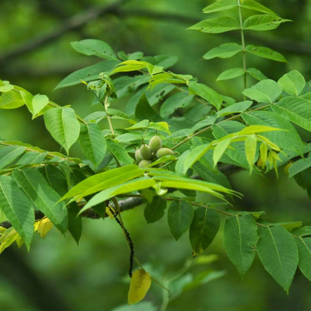 Орех маньчжурский (лат. Juglans mandshurica), семена