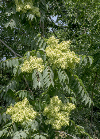 Айлант высочайший  (лат. Ailanthus altissima), семена