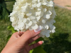 Гортензия метельчатая Полярный медведь (лат. Hydrangea paniculata 'Polar Bear')