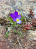 Фиалка трёхцветная, или анютины глазки (лат. Viola tricolor), семена 50 шт