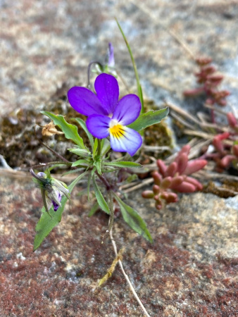 Фиалка трёхцветная, или анютины глазки (лат. Viola tricolor), семена 50 шт