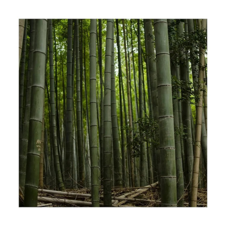 Бамбук прямой (лат. Dendrocalamus strictus), семена